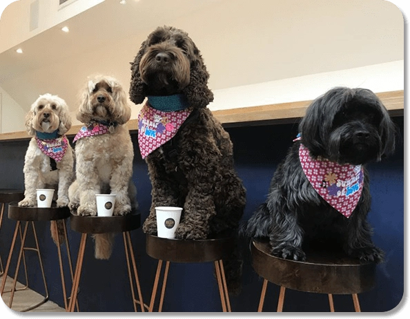 Promote Your Brand with Custom Logo Dog Bandanas